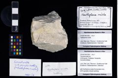Foto (Objekt + Etikett) von Goniodromites sp.  (NHMW-GEO-2014-0194-1000)